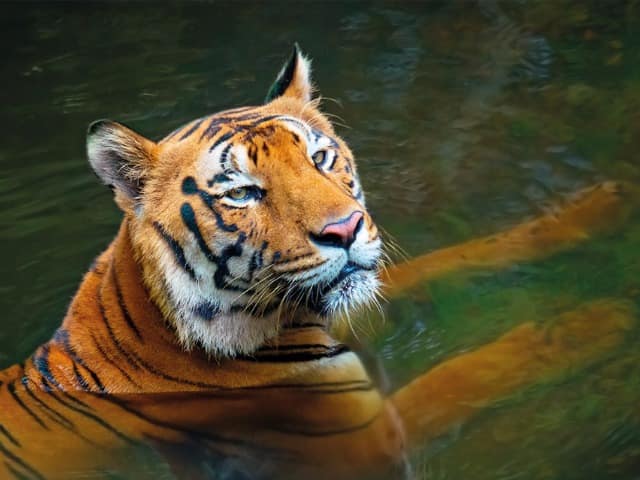 Tigre india